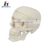 Model of Adult Skull thumbnail-1