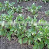 Hot Sale Manual One Row Potato Planter thumbnail-4