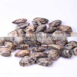 VACCUM CLAM FROM CHINA FOR EXPORT thumbnail-3