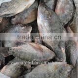 Export China Frozen Tilapia Fish thumbnail-1