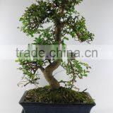 Zelkova 30cm Art thumbnail-1