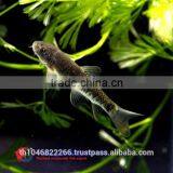 Garra Rufa / Doctor Fish for Sale and Export From Thailand thumbnail-3