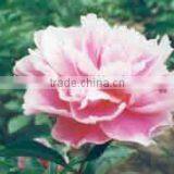 Herbaceous Peony Plant Root TAO HUA FEI XUE thumbnail-1