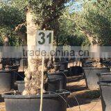 Olive Tree - Olea Europaea "Hojiblanca" thumbnail-3