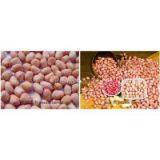 Peanut Without Shell thumbnail-2