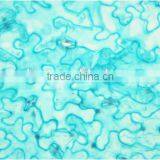 Plant Leaf Slides , Plant Leaft Epidermis Slides ,leaf Slides of Botany,leaf Spidermis Slides thumbnail-1