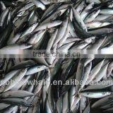 Fish Pacific Mackerel Scomber Scombrus