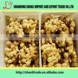 Fresh Yellow Ginger in 2016 thumbnail-4