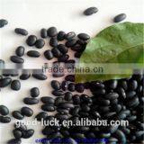 Small Black Kidney Beans thumbnail-2