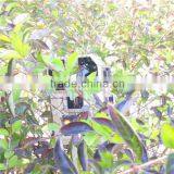 940NM Wide Lens 720P FCC CE ROHS Certificated Wildlife Game Trail Scouting Hunting Camera thumbnail-4