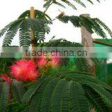 Albizia Julibrissin,Mimosa, Silk Tree thumbnail-2