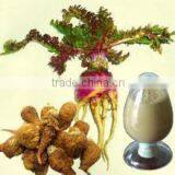 Top Grade Maca Root Extract Powder 20:1