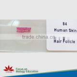 Fixed Set Factory Production 100pieces Pathology Prepared Microscope Slides