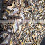 Frozen Seafood Frozen Yellow Croaker, Yellow Croaker Fish Price thumbnail-6