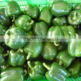 Fresh Capsicum - Bell Pepper