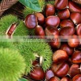 Chinese fresh chestnuts