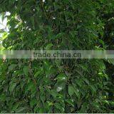Ornamental Plants Ficus Benjamina thumbnail-3