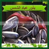 2014 New Crop Sunflower Seeds 5009