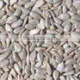 Sunflower Seed Kernels