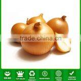 JON01 Round Shape Very Hot Sale Planting Seeds for Onion Seeds Prices thumbnail-1