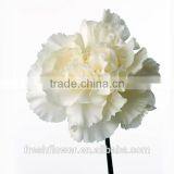 Wholesale Fresh Cut Flower of White Carnation thumbnail-1