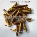 High Protein Dried Locusts