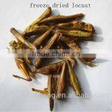 Provide Frozen , Dried Locusts thumbnail-2