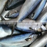 frozen pacific mackerel for sale