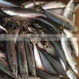 Delicious Bag Pack Frozen Sea Food Pacific Mackerel Fish thumbnail-2