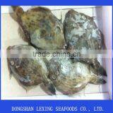 Frozen Leather Jacket Fish Whole Round thumbnail-1