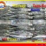FROZEN MUROAJI FOR TUNA BAIT thumbnail-6