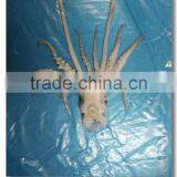 Fresh Frozen Illex Argetninus Squid Tentacles thumbnail-1