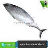 Carton or Woven Bag Packed Fat Content 16%-18% Cleaned Bonito thumbnail-3