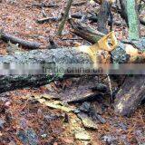 13inch Blade Popular Curved D-shape Handle Wooden Pruning Raker Tooth Saw thumbnail-3