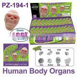 Crazy Water Growing Human Body Organs thumbnail-1