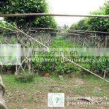 Ficus Benjamina Farms thumbnail-1