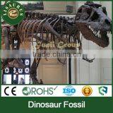 Lisaurus-I Dinosaur Fossil Sale Dinosaur Skull Head Life Size Dinosaur Skeleton Dinosaur Skeleton Puzzles