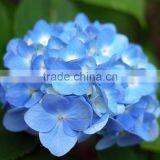 Fashionable Hot Sale Hydrangea Bridal Flower thumbnail-3