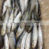 2015 Frozen Sardine wr for Fishing Bait 90-120pcs/ctn thumbnail-1