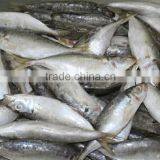 Small Eyes Horse Mackerel (Decapterus Maruadsi) thumbnail-1