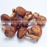 Fresh Shiitake Mushroom thumbnail-1