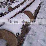 Pine Birch Logs FSC WOOD thumbnail-1