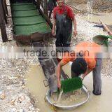 Gold Carpet thumbnail-3