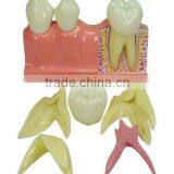 Medical Tooth Dental Anatomical Models for Training