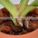 Coco Peat/pith Products thumbnail-6