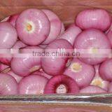 2015 Crop Lowest Price Fresh Red Onion thumbnail-4