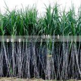 New Arrive Cane Juice Cusher ,industrial Sugar Cane Crusher, 2017 New Cane Press Machine thumbnail-1