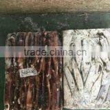 Frozen Illex Argentinus Squid for Sale thumbnail-6