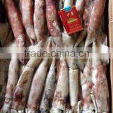 Frozen Todarodes Pacificus Squid thumbnail-2