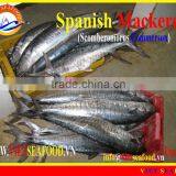 FROZEN SPANISH MACKEREL W/R thumbnail-1